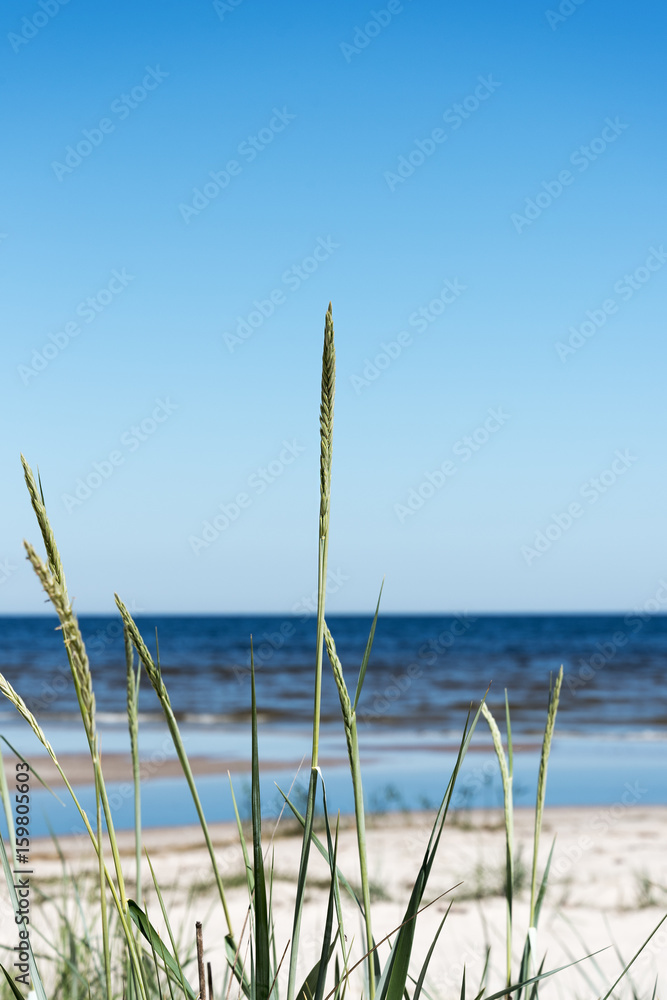 Green grass on Baltic beach.