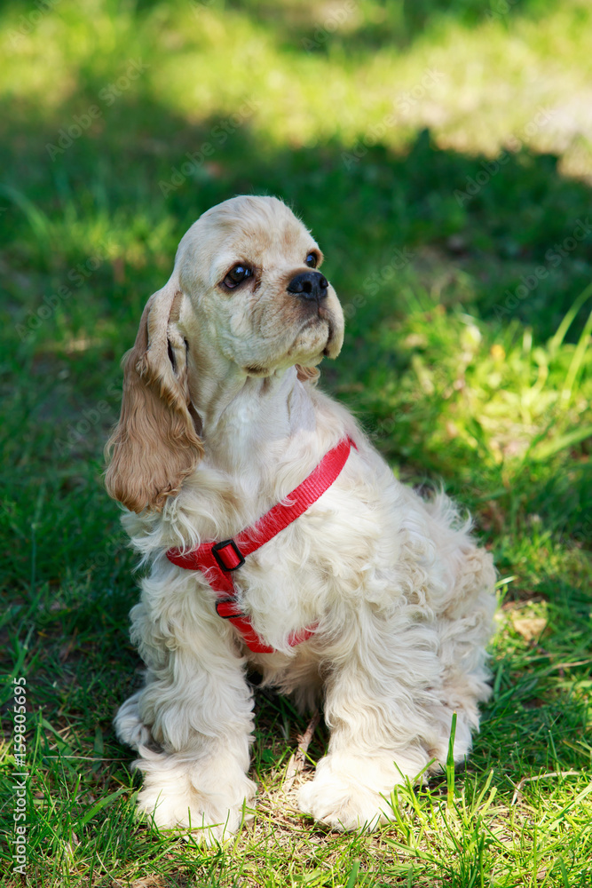 puppy American Cocker Spaniel puppy American Cocker Spaniel