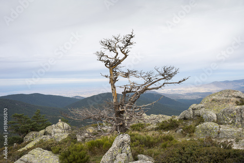 Scots pine forest and padded brushwood (Cytisus oromediterraneus and Juniperus communis) in Siete Picos range, Guadarrama Mountains National Park, province of Segovia, Spain