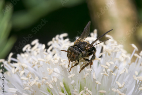 Little black wasp on some flowers photo