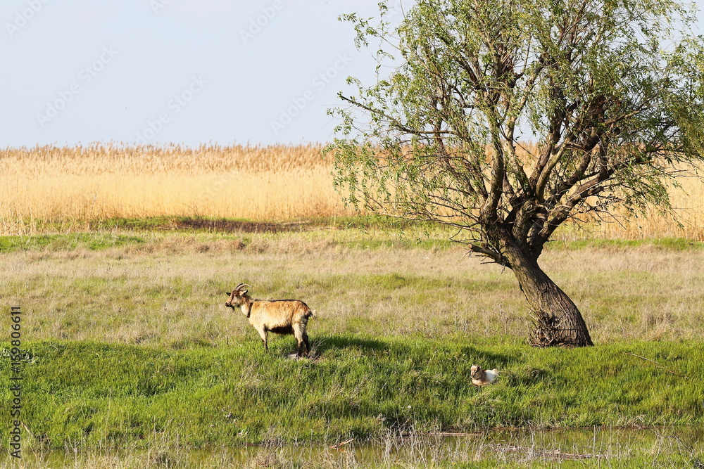 Goat grazing in meadow near dry reeds bulrush Goat grazing in meadow near dry reeds bulrush