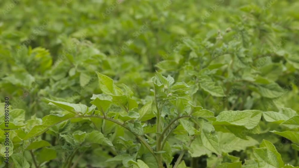 Potato pot swaying in the wind Potato pot swaying in the wind
