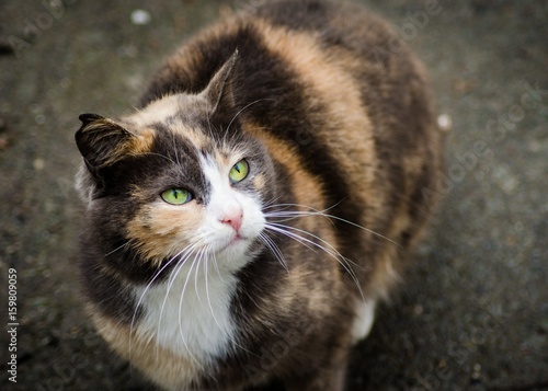 Wallpaper Mural cat Torontodigital.ca
