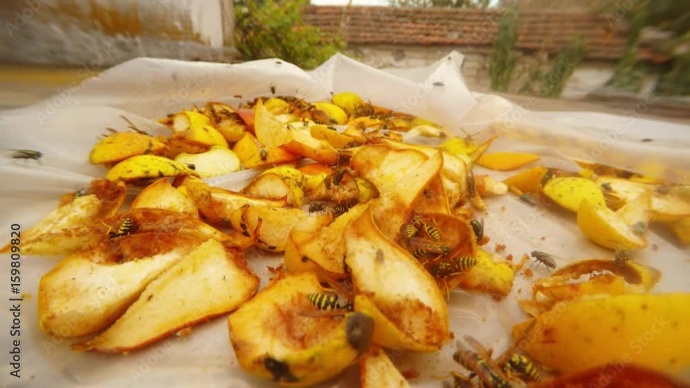 Flies and Wasps Swarm in Chopped Pears on Background Country House Flies and Wasps Swarm in Chopped Pears on Background Country House