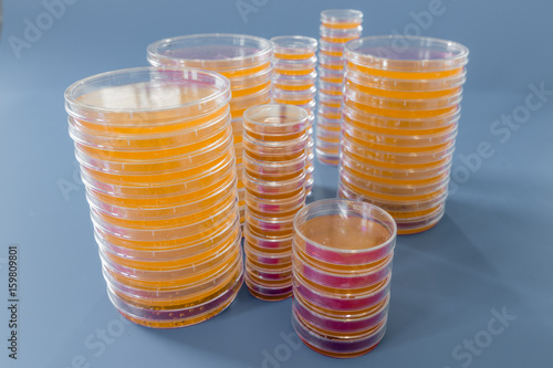 Pile of petri dish with growing cultures of microorganisms, fungi and microbes. A Petri dish ( Petrie dish) known as a Petri plate or cell-culture dish