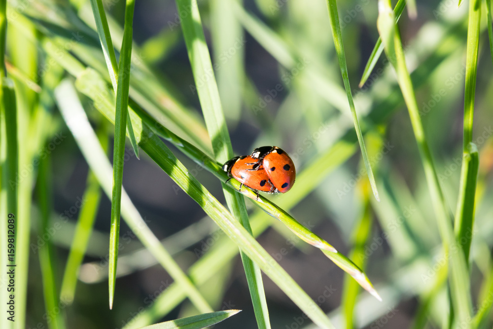 Two ladybirds together on a leaf Two ladybirds together on a leaf