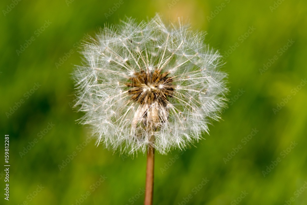 Fototapeta premium The common dandelion in the field