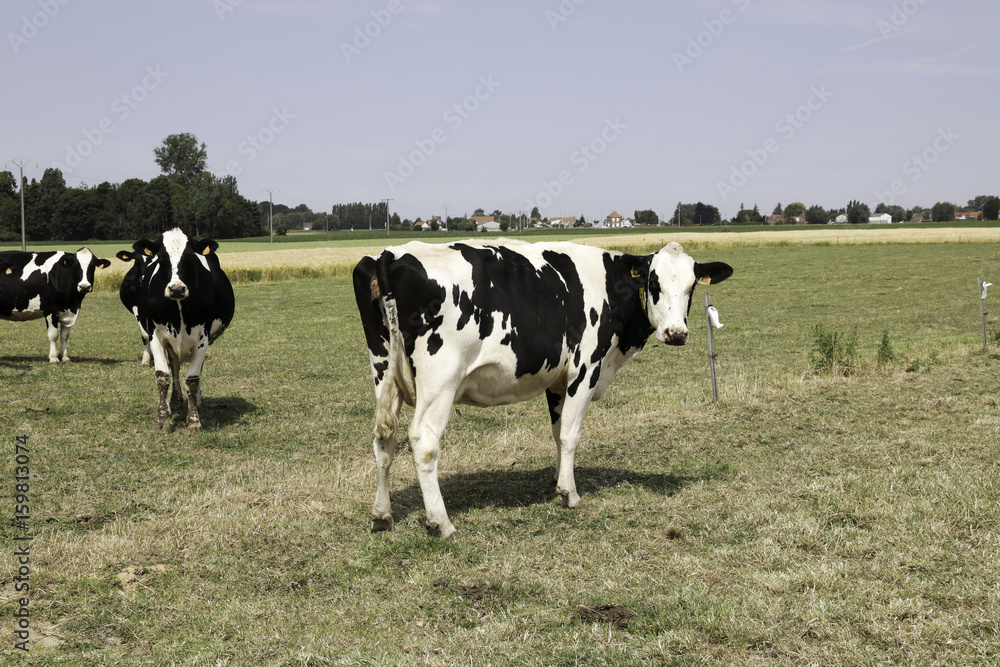 Vaches dans une prairie