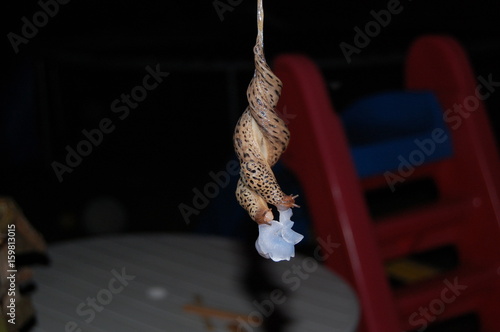 Tigerschnegel bei der Paarung am Schleimfaden hängend und mit beginnender Umwicklung der Penes. Bildung der „Lampenglocke“ während der Paarung