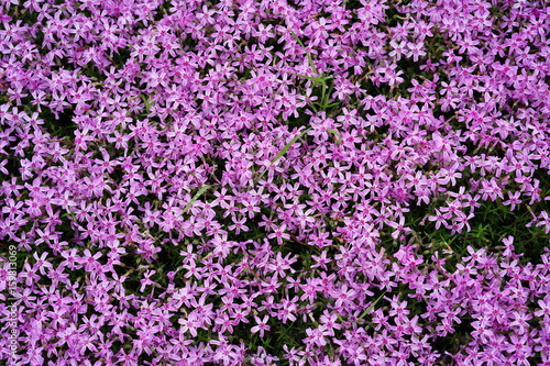 Pink Moss pattern background