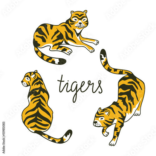 Fototapeta Naklejka Na Ścianę i Meble -  Vector set of tigers in the diffrent poses. Tropic animal collection isolated on the white background.