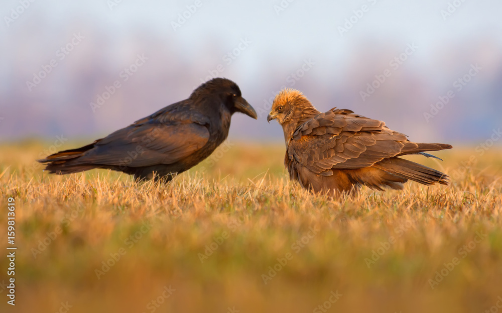 Obraz premium Western Marsh Harrier and Common Raven stand in front of each other