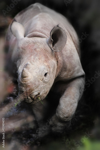 Little rhinoceros