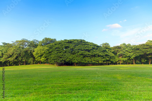 Green trees in beautiful park under the blue sky