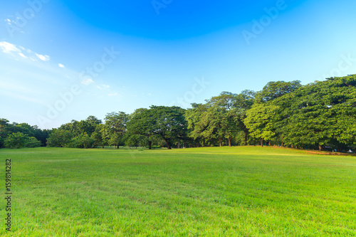 Green trees in beautiful park under the blue sky © Naypong Studio
