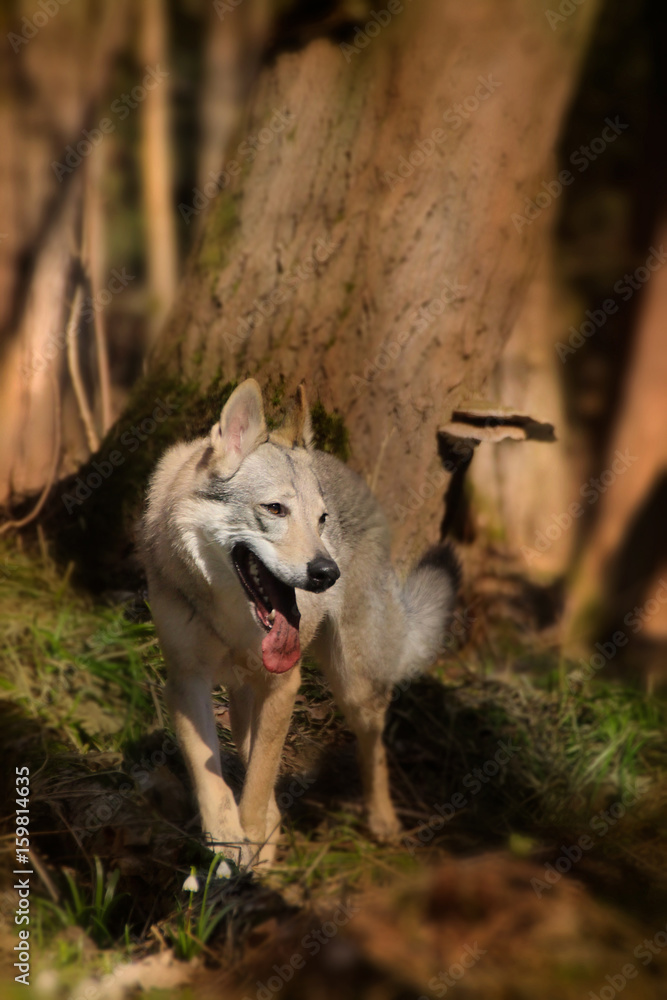 Wolf on hunt