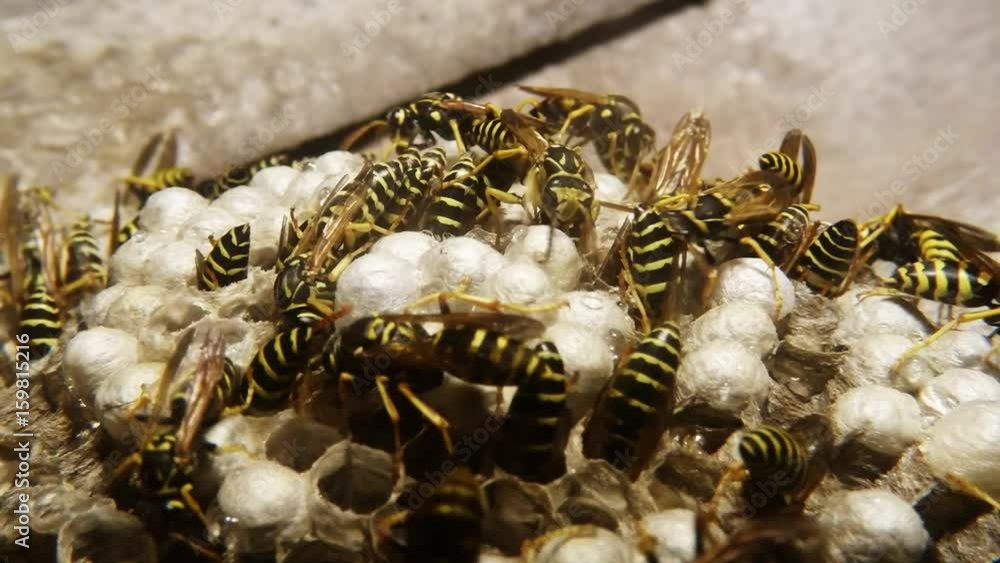 Wasps Climb Into Honeycomb and Feed Children Macro Wasps Climb Into Honeycomb and Feed Children Macro