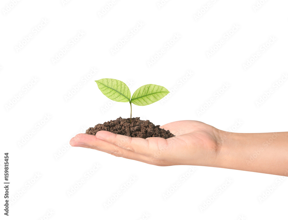 Concept of growing from plant in hand Concept of growing from plant in hand