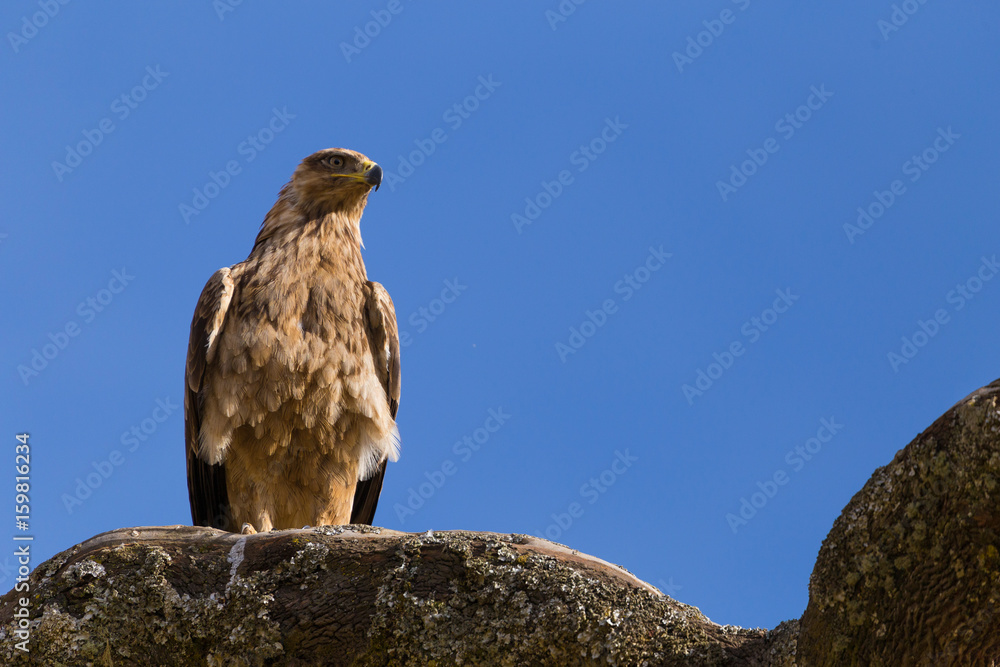 Perched Golden Eagle in Simien Mountains Perched Golden Eagle in Simien Mountains