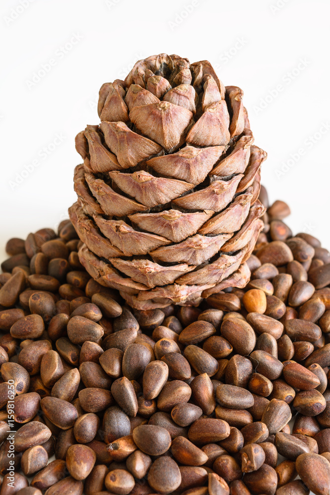 Cedar cone on a heap of pine nuts Cedar cone on a heap of pine nuts