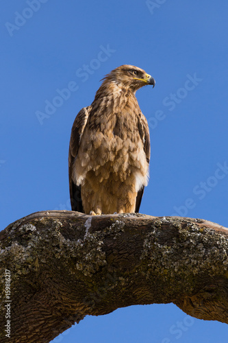Perched Golden Eagle in Simien Mountains 2