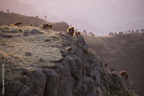 Gelada Baboons on Cliff at Sunset in Simien Mountains photo