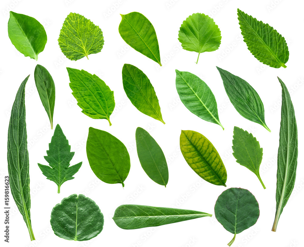 Collection of leaves Collection of leaves