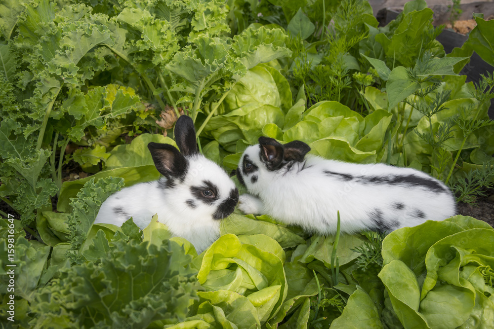 Fototapeta premium Little bunnies eating salad in the garden