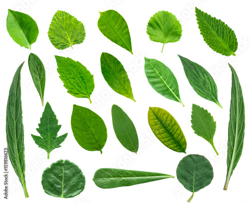 Collection of  leaves © enterphoto