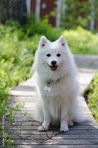 Japanese spitz