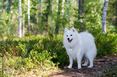 Japanese spitz