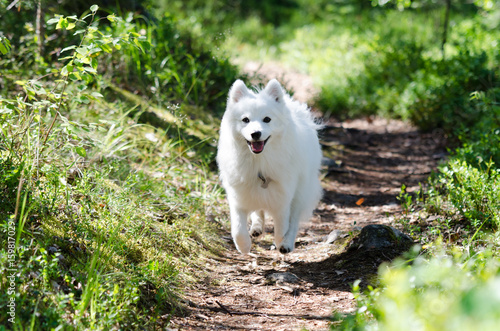 Japanese spitz 