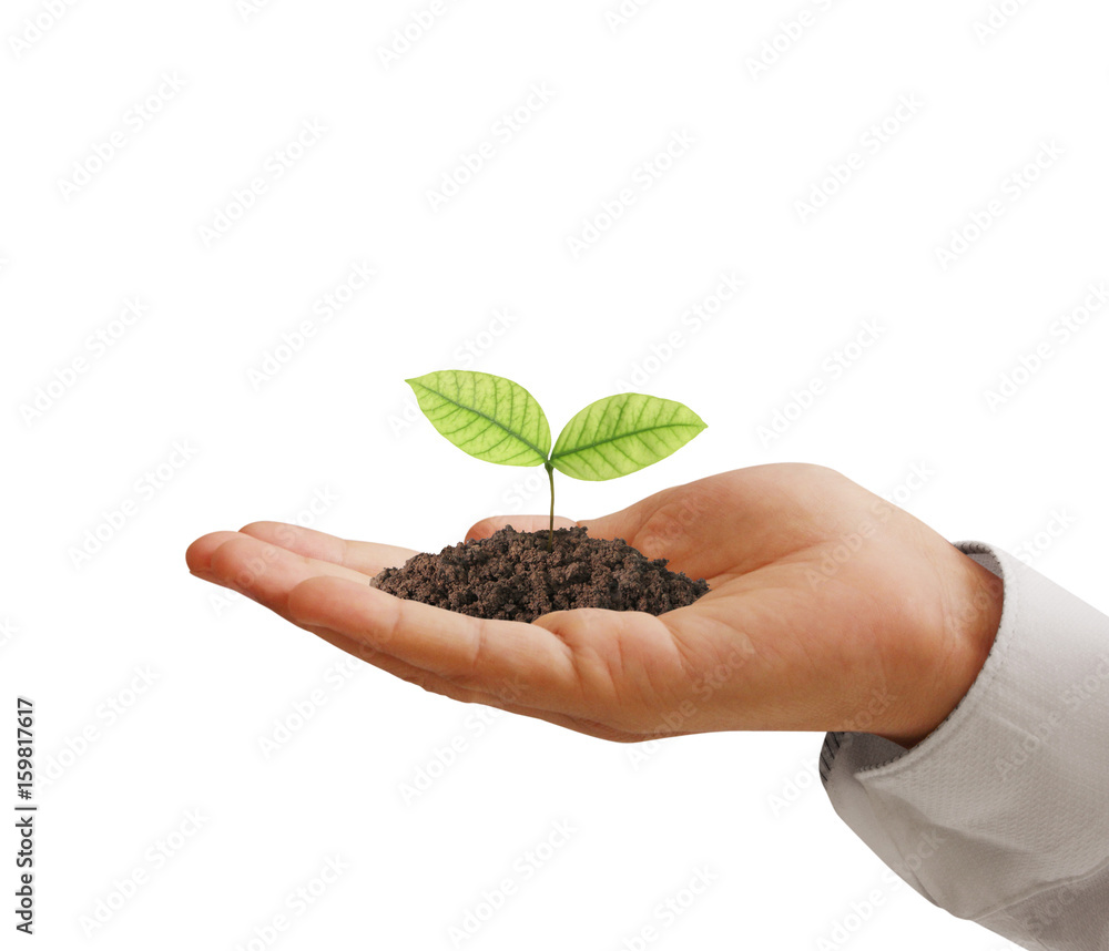 Concept of growing from plant in hand Concept of growing from plant in hand