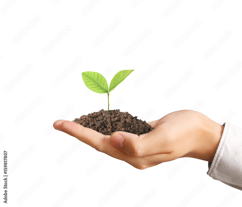 Concept of growing from plant in hand Concept of growing from plant in hand