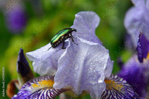 Fototapeta Naklejka Na Ścianę i Meble -  Green beetle eats iris after rain