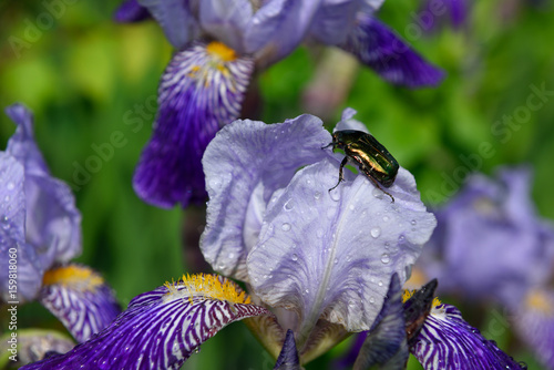 Fototapeta Naklejka Na Ścianę i Meble -  Green beetle eats iris after rain