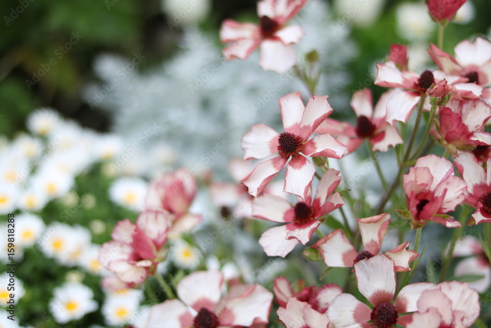 花 花