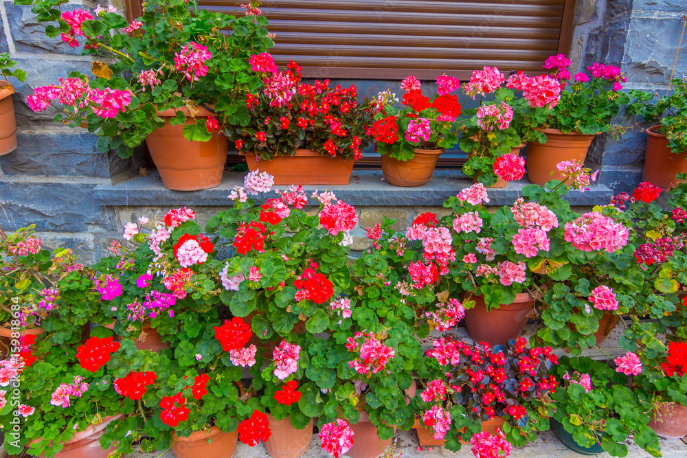 Colorful flowers in pots and flower pots