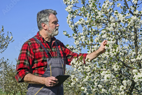 Cuadro en lienzo Farmer analyzes flower cherry
