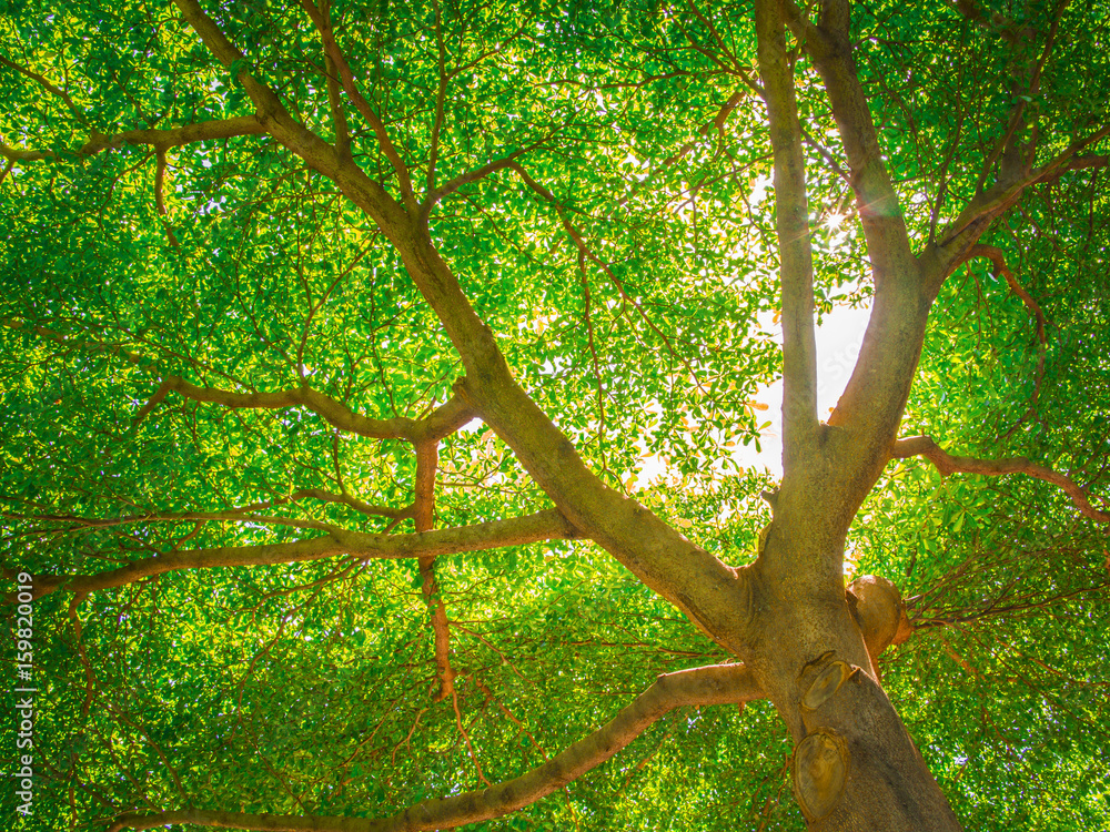 Fototapeta premium trees