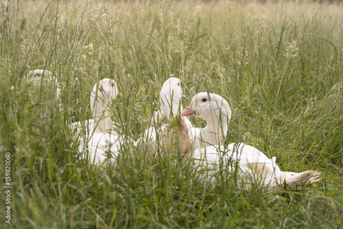 Ducks resting in the grass
