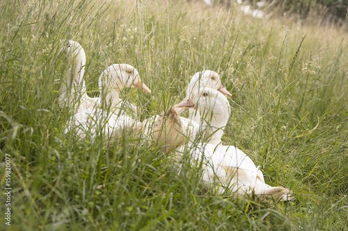 Ducks resting in the grass