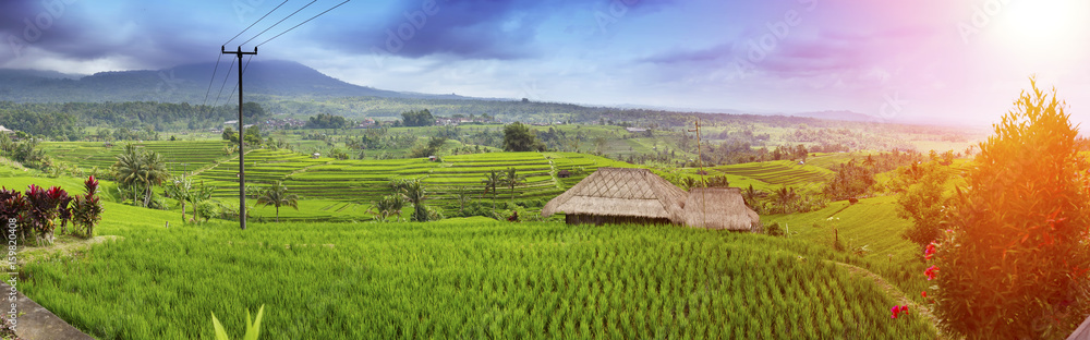 Rice terraces and palm trees. Bali, Indonesia..