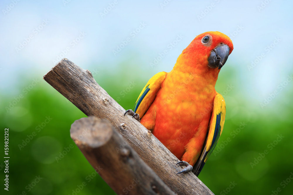 Macaw Parrot on green background