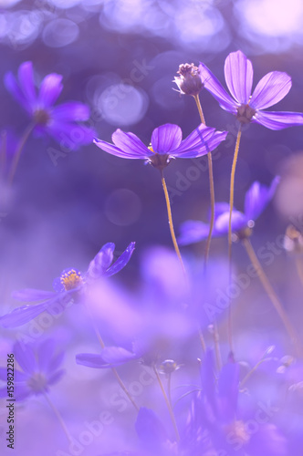 Quadro em tela Flowers cosmos purple color