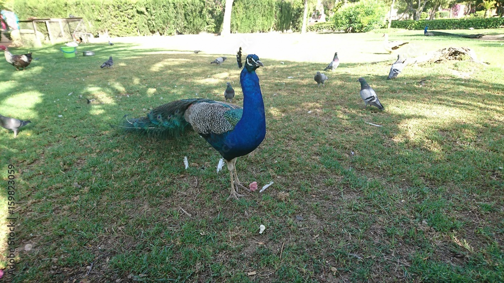 Fototapeta premium Pavo real en el parque