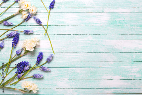 Fototapeta Naklejka Na Ścianę i Meble -   Border from blue muscaries and daffodils  flowers on turquoise wooden background.