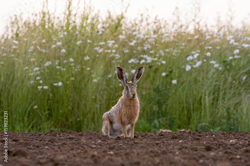 European Brown Hare (Lepus europaeus) in ploughed field
