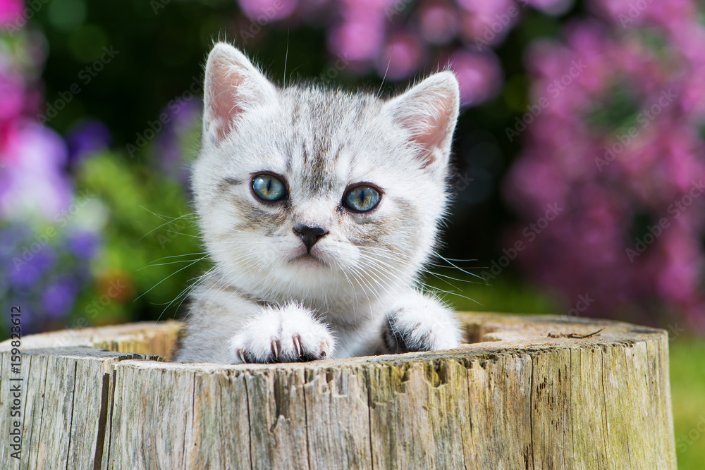Fototapeta Mały kotek wyglądający z dziupli w ogrodzie