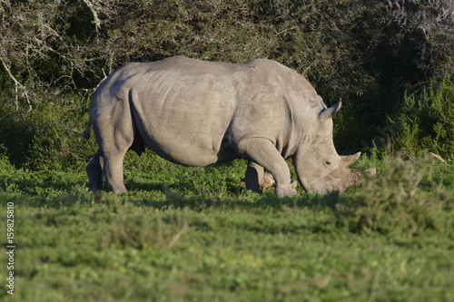 White Rhinoceros  South Africa